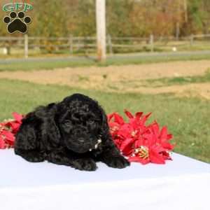 Atticus, Miniature Poodle Puppy